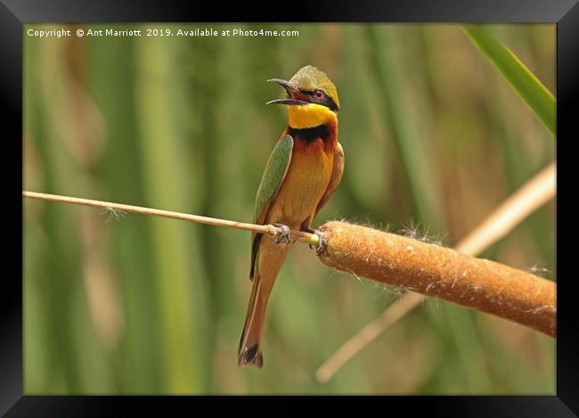 Little Bee-eater - Merops pusillus Framed Print by Ant Marriott