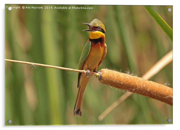 Little Bee-eater - Merops pusillus Acrylic by Ant Marriott
