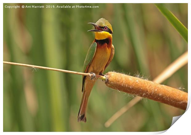 Little Bee-eater - Merops pusillus Print by Ant Marriott