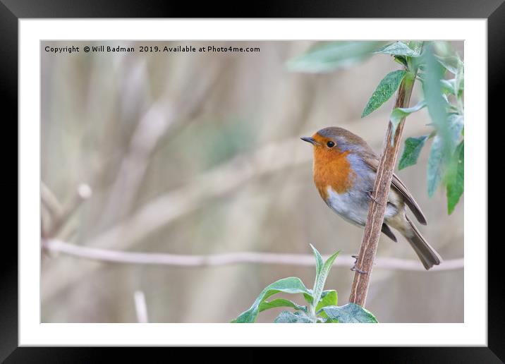 Robin in a Tree at Ninesprings Yeovil Framed Mounted Print by Will Badman