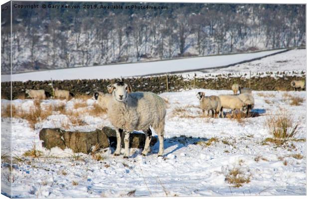 Sheep in a field Canvas Print by Gary Kenyon