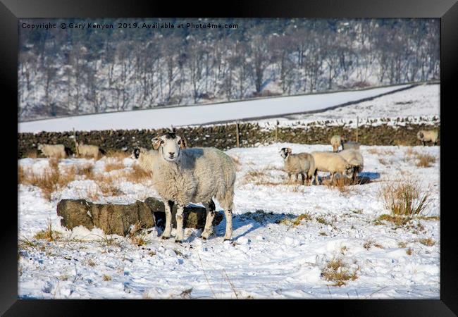 Sheep in a field Framed Print by Gary Kenyon