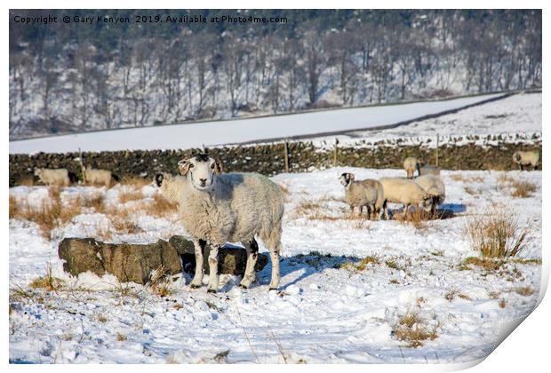 Sheep in a field Print by Gary Kenyon