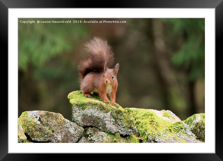 red squirrel, Sciurus vulgaris, looking alert Framed Mounted Print by Louise Heusinkveld