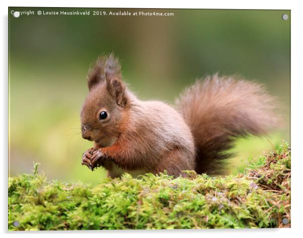 Red squirrel, Sciurus vulgaris Acrylic by Louise Heusinkveld