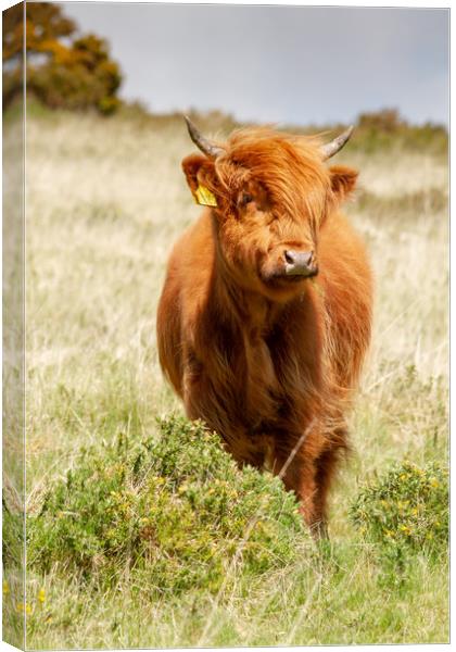 Highland Calf Canvas Print by Images of Devon