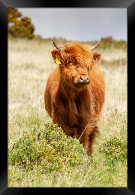 Highland Calf Framed Print by Images of Devon
