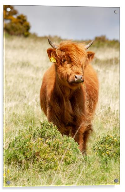 Highland Calf Acrylic by Images of Devon