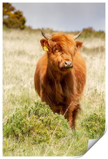 Highland Calf Print by Images of Devon