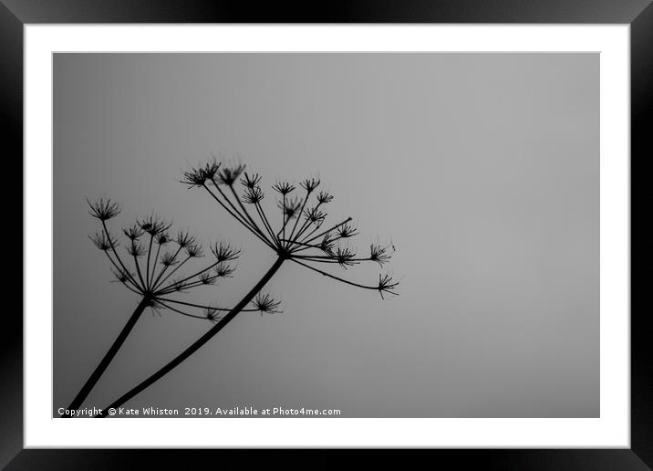 Black & White Cow Parsley  Framed Mounted Print by Kate Whiston