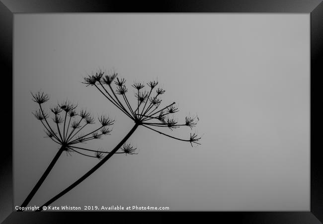 Black & White Cow Parsley  Framed Print by Kate Whiston