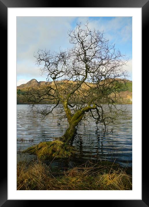 The lonely tree. Framed Mounted Print by JC studios LRPS ARPS