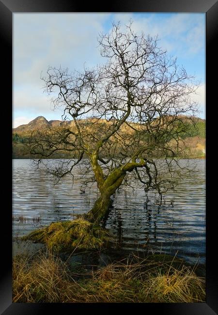 The lonely tree. Framed Print by JC studios LRPS ARPS