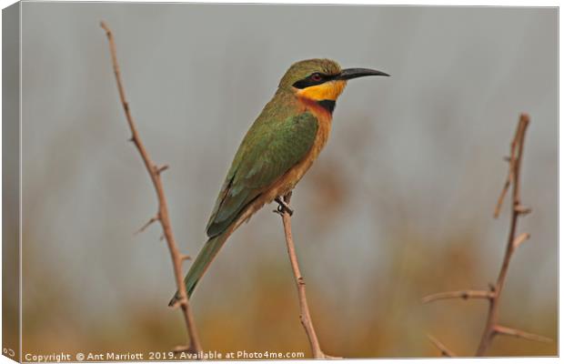 Little Bee-eater - Merops pusillus Canvas Print by Ant Marriott