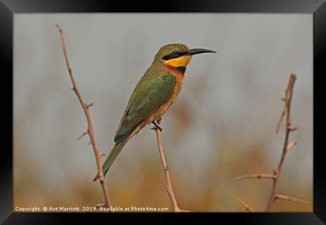 Little Bee-eater - Merops pusillus Framed Print by Ant Marriott