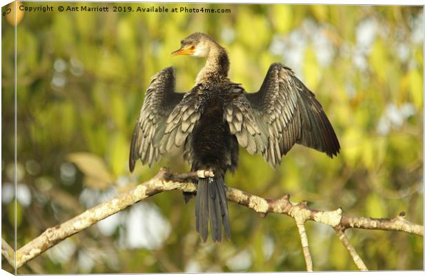 Long-tailed Cormorant - Microcarbo africanus (aka  Canvas Print by Ant Marriott