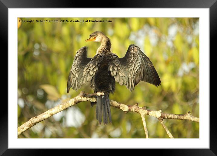 Long-tailed Cormorant - Microcarbo africanus (aka  Framed Mounted Print by Ant Marriott
