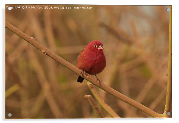 Red-billed Firefinch - Lagonosticta senegala Acrylic by Ant Marriott