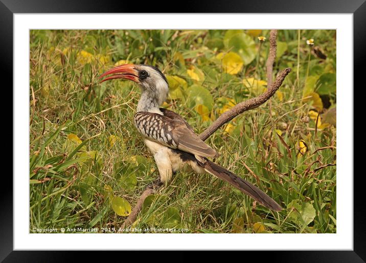 Red-billed Hornbill - Tockus erythrorhynchus  Framed Mounted Print by Ant Marriott