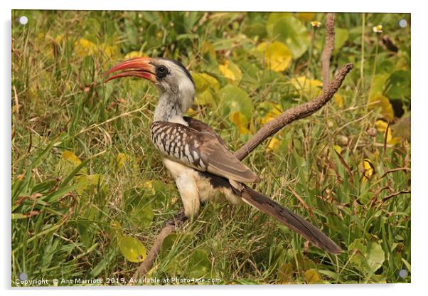 Red-billed Hornbill - Tockus erythrorhynchus  Acrylic by Ant Marriott