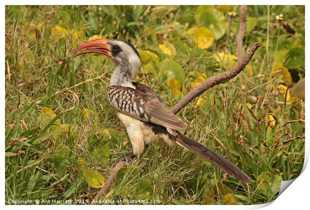 Red-billed Hornbill - Tockus erythrorhynchus  Print by Ant Marriott