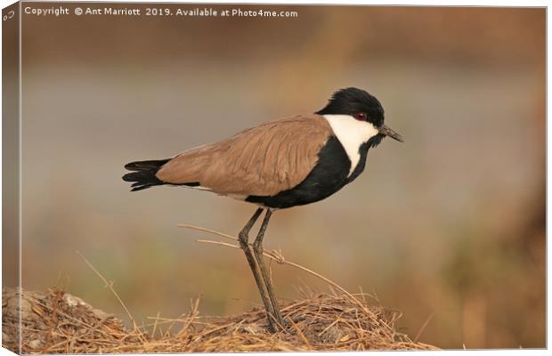 Spur-winged Plover - Vanellus spinosus (aka Spur-w Canvas Print by Ant Marriott