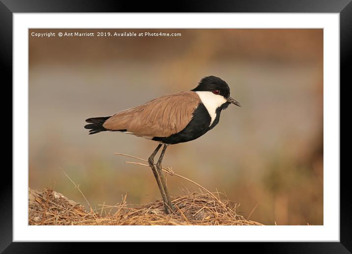 Spur-winged Plover - Vanellus spinosus (aka Spur-w Framed Mounted Print by Ant Marriott