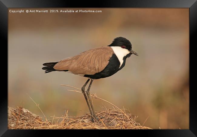 Spur-winged Plover - Vanellus spinosus (aka Spur-w Framed Print by Ant Marriott