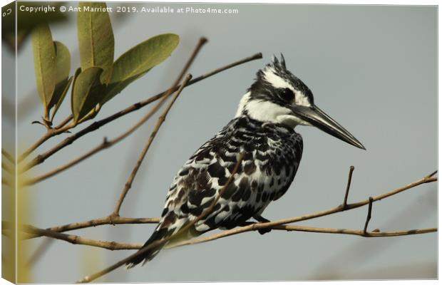 Pied Kingfisher - Ceryle rudis Canvas Print by Ant Marriott