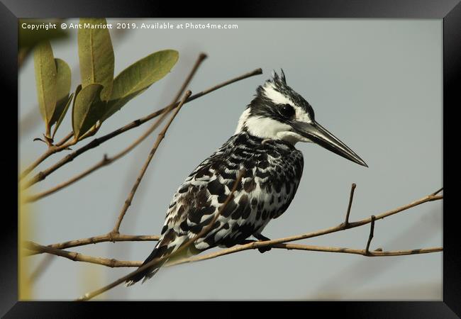 Pied Kingfisher - Ceryle rudis Framed Print by Ant Marriott
