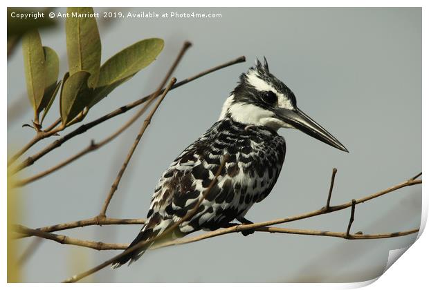 Pied Kingfisher - Ceryle rudis Print by Ant Marriott