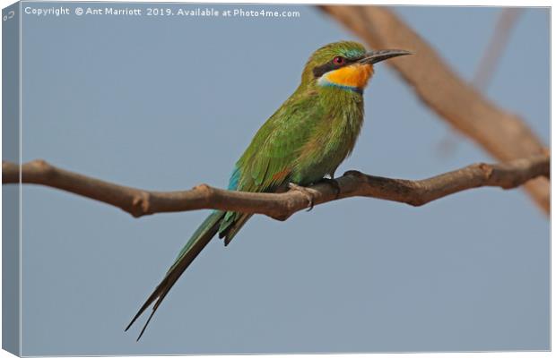 Swallow-tailed Bee-eater - Merops hirundineus Canvas Print by Ant Marriott