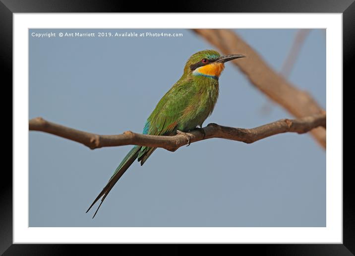 Swallow-tailed Bee-eater - Merops hirundineus Framed Mounted Print by Ant Marriott