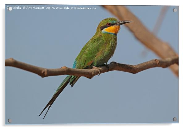 Swallow-tailed Bee-eater - Merops hirundineus Acrylic by Ant Marriott
