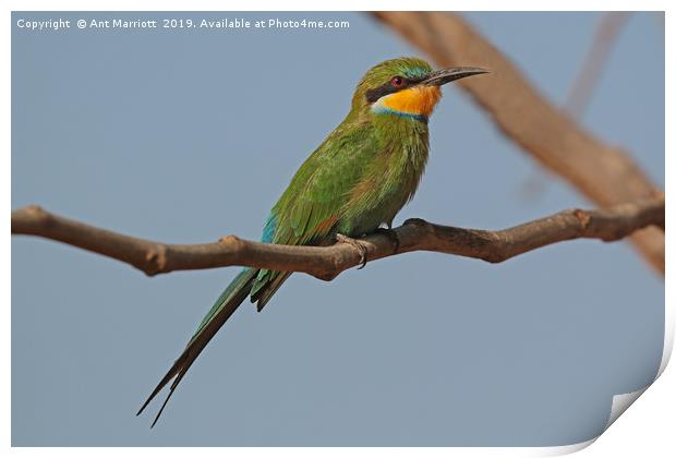 Swallow-tailed Bee-eater - Merops hirundineus Print by Ant Marriott