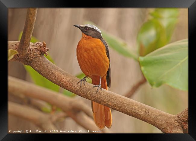 White-crowned Robin Chat - Cossypha albicapilla Framed Print by Ant Marriott
