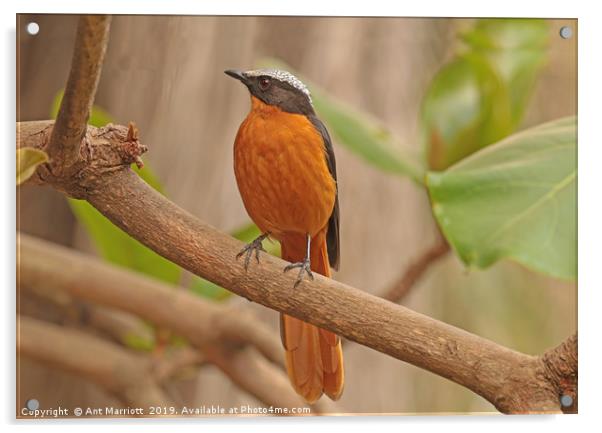White-crowned Robin Chat - Cossypha albicapilla Acrylic by Ant Marriott