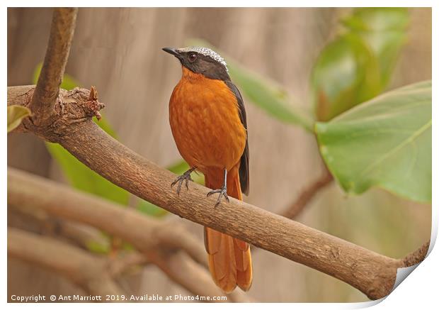 White-crowned Robin Chat - Cossypha albicapilla Print by Ant Marriott