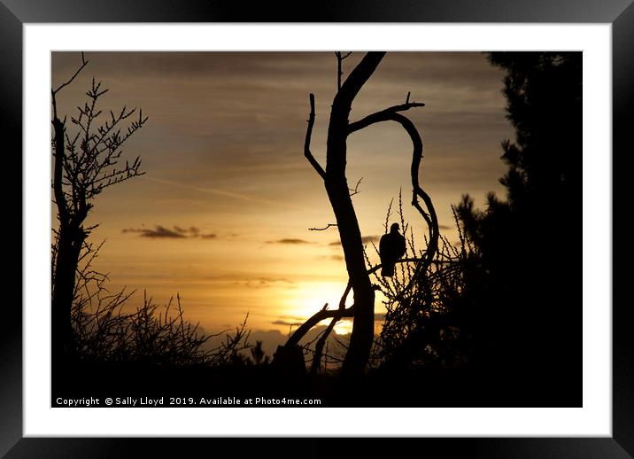 Sunset Bird Framed Mounted Print by Sally Lloyd