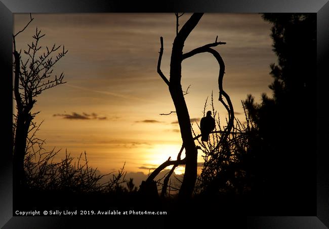 Sunset Bird Framed Print by Sally Lloyd