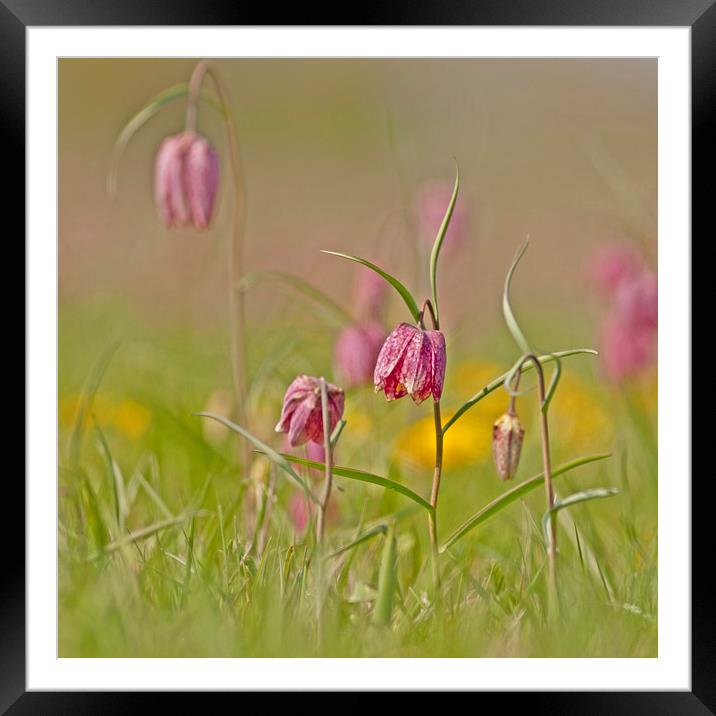 Group of Snakes head Fritillary, Cricklade Framed Mounted Print by Jenny Hibbert