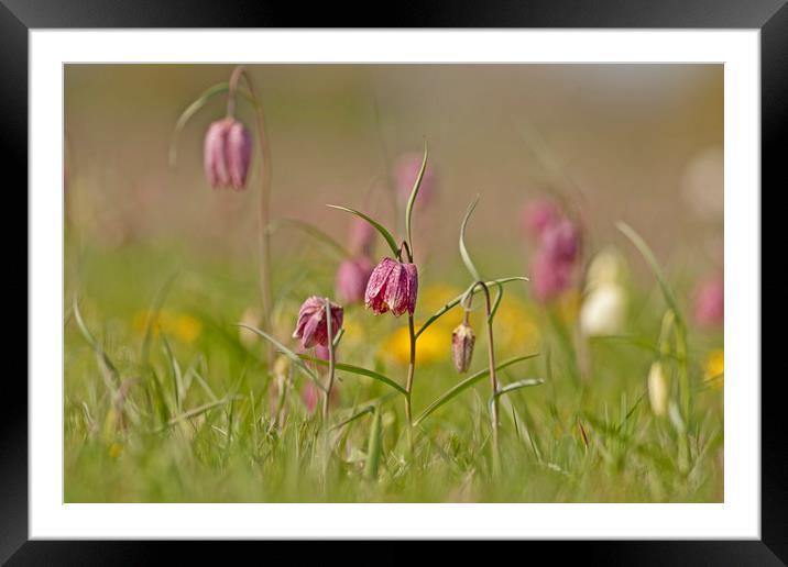 Snakes head Fritillary in meadow, Cricklade Framed Mounted Print by Jenny Hibbert