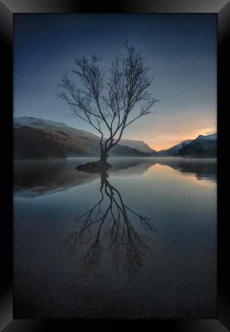 Lone Tree Framed Print by Jed Pearson