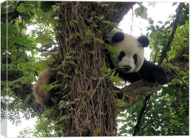 Panda on a tree Canvas Print by Marja Ozwell