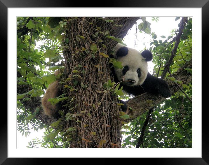 Panda on a tree Framed Mounted Print by Marja Ozwell