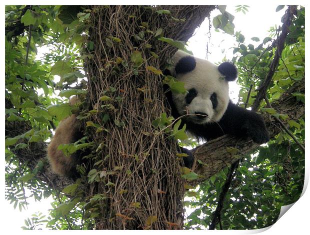 Panda on a tree Print by Marja Ozwell