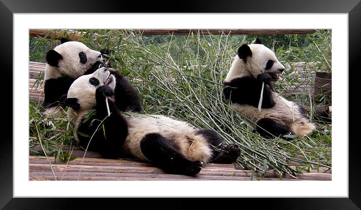 Hungry pandas Framed Mounted Print by Marja Ozwell