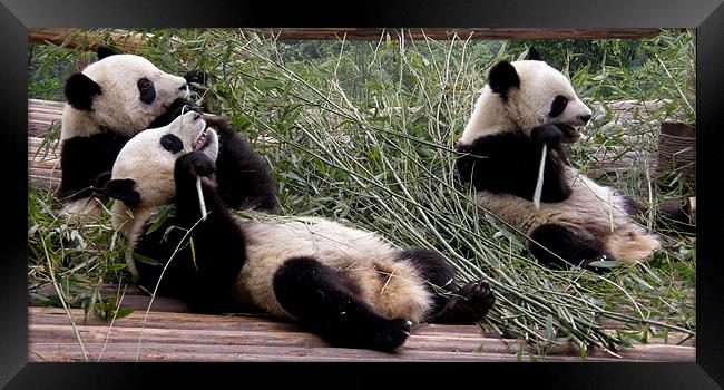 Hungry pandas Framed Print by Marja Ozwell