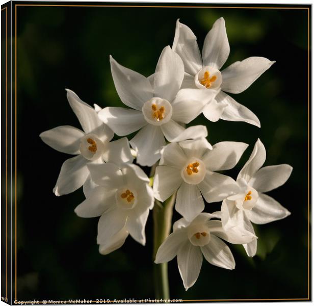 Paper White Narcissus, in Natural settings. Canvas Print by Monica McMahon