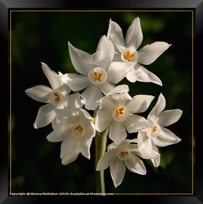 Paper White Narcissus, in Natural settings. Framed Print by Monica McMahon